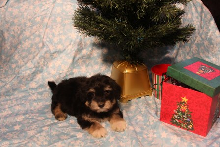 havanese-puppies